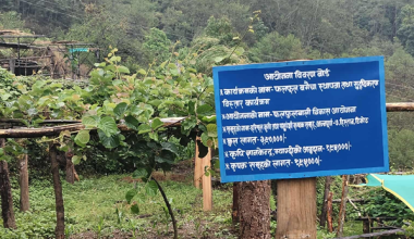 मसालाबाली खेती गर्ने किसानलाई अनुदान