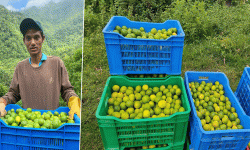 कागतीले बजार नपाउँदा निराश