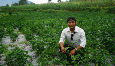 कराते खेलाडी अकबरे खुर्सानीखेतीमा व्यस्त