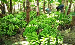 अट्ठाइस जातका केराको परीक्षण गरिँदै