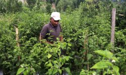 विदेश छाडेर गाउँमा जैविक कृषिमा रमाएका ‘कुमार’