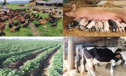 कृषि र पशुपालनलाई रोजगारीको प्रमुख माध्यम बनाउँदै रुरुका किसान