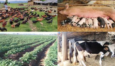 कृषि र पशुपालनलाई रोजगारीको प्रमुख माध्यम बनाउँदै रुरुका किसान