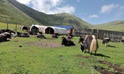 मार्चे लेकमा याक र चौँरीको रगत पिउने मेला सुरु