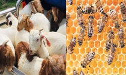 अपाङ्गता भएका व्यक्तिलाई अनुदानमा बाख्रा र मौरीको घार