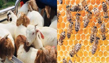 अपाङ्गता भएका व्यक्तिलाई अनुदानमा बाख्रा र मौरीको घार