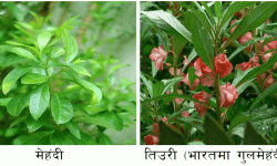 साउन महिना र मेहन्दी !