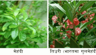 साउन महिना र मेहन्दी !