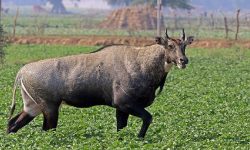 नीलगाई नियन्त्रणका लागि जैविक गन्धयुक्त औषधिको सफल परीक्षण