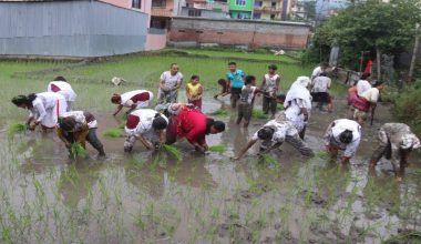 किन घट्यो पूर्वमा धान रोपाइँ ?