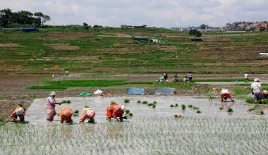 गण्डकीमा ८९ प्रतिशत रोपाइँ