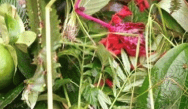 साउन १ : कर्कट (साउने) सङ्क्रान्ति पर्व आज