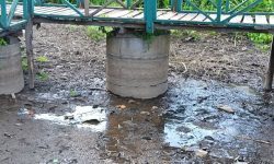 खडेरीले सुक्न थाल्यो बेतना सिमसार