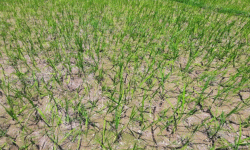 मधेसमा सुक्खा : बजेट व्यवस्थापन गर्न सरकारलाई निर्देशन