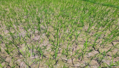 मधेसमा सुक्खा : बजेट व्यवस्थापन गर्न सरकारलाई निर्देशन