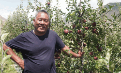 स्याउखेतीमा कर्म गुरुङको पाँच दशकको यात्रा