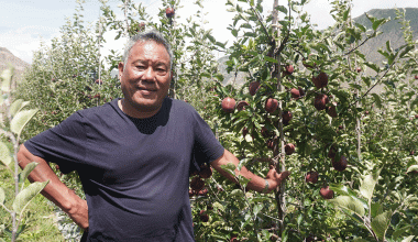 स्याउखेतीमा कर्म गुरुङको पाँच दशकको यात्रा