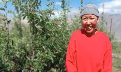 व्यावसायिक स्याउ खेतीले गुरुङ दम्पत्तिलाई दिएको आनन्द