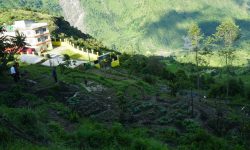 बाँझिएको पाखोबारीमा झाडी फाडेर तरकारी खेती