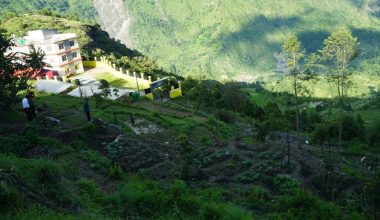 बाँझिएको पाखोबारीमा झाडी फाडेर तरकारी खेती