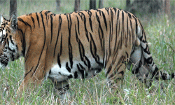 विश्व बाघ दिवस : नेपालमा बाघको संख्या ‘धान्ने क्षमता’ चार सय