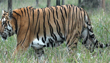 शुक्लाफाँटामा बाघ गणना सुरु