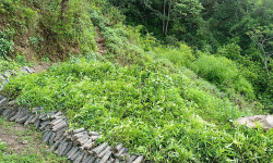 वन्यजन्तुबाट बाली जोगाउन नसकेपछि अर्गानिक र औषधिजन्य जडीबुटी टिमुरखेतीमा आकर्षित किसान