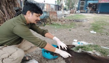 घाइते छाडा चौपायाको उद्धारमा विष्णु