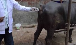 भोजपुरमा पशुको नश्ल सुधार गर्न कृतिम गर्भाधान सेवा सुरु