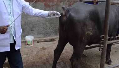 भोजपुरमा पशुको नश्ल सुधार गर्न कृतिम गर्भाधान सेवा सुरु