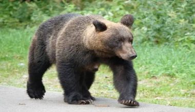 भालु देखिएपछि जापानको गल्फ प्रतियोगिता पुनः रद्द