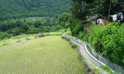 बाउन्न हेक्टरमा सिँचाइ सुविधा विस्तार