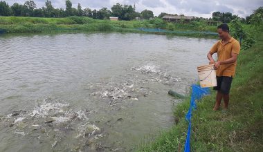 अवैध रूपमा भित्रिने माछाका कारण किसान समस्यामा