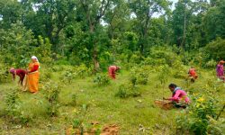 वृक्षरोपणमा चासो : संरक्षणमा उदासिनता