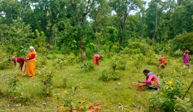 वृक्षरोपणमा चासो : संरक्षणमा उदासिनता