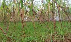 बहुगुणी अन्न कोदो : खेती गर्न किसानको अरुची