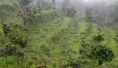 भोजपुर श्यामशिलाका अधिकांश किसान किवीखेतीमा