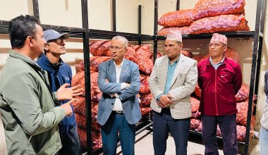 व्यासको चिस्यान केन्द्रमा बीउ आलु भण्डारण नि:शुल्क