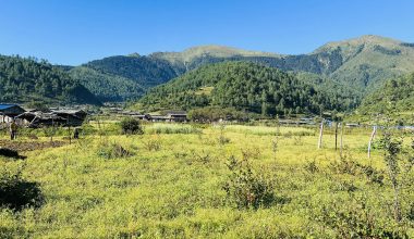 बागलुङ र पर्वतमा चक्लाबन्दी गरेर व्यावसायिक फलफूलखेती