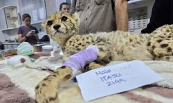 सोमालिल्यान्डमा चितुवाका बच्चाहरूको उद्धार