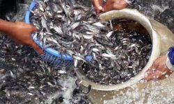 मत्स्य केन्द्र कुलेखानीद्वारा ६ लाख १७ हजारको माछा बिक्री