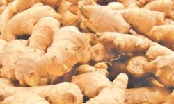 कर्णालीको अदुवा-बेसार विदेशी बजारमा रोजाइ