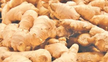 कर्णालीको अदुवा-बेसार विदेशी बजारमा रोजाइ