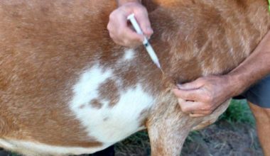 कोशीका तीन लाख बढी पशुमा ‘लम्पी स्किन’ विरुद्धको खोप