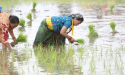 वर्षासँगै सुक्खा सङ्कटग्रस्त मधेस प्रदेशमा धमाधम रोपाइँ