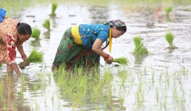 वर्षासँगै सुक्खा सङ्कटग्रस्त मधेस प्रदेशमा धमाधम रोपाइँ