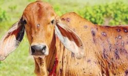 मधेस प्रदेशमा लम्पीस्किनको संक्रमणबाट १७०० पशु मरे