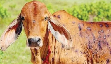 मधेस प्रदेशमा लम्पीस्किनको संक्रमणबाट १७०० पशु मरे