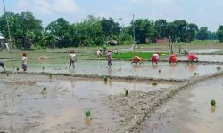 लगातारको वर्षाले तराईका किसानमा रोपो जाग्ने आश