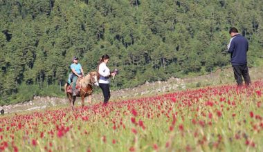 सिकार आरक्ष ढोरपाटनमा घोडा सफारी